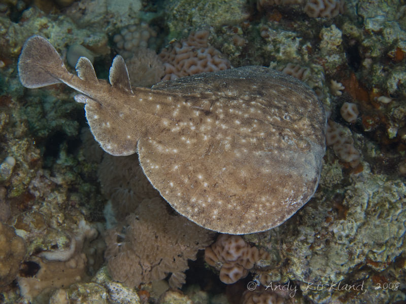 Photo at Moray Garden - South:  Marbled electric ray
