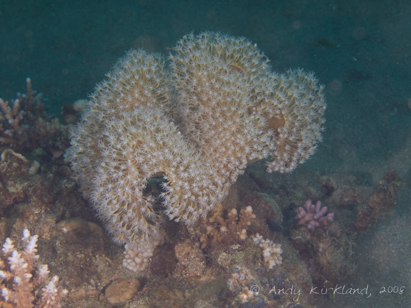 Photo at Moray Garden - North:  Leather coral