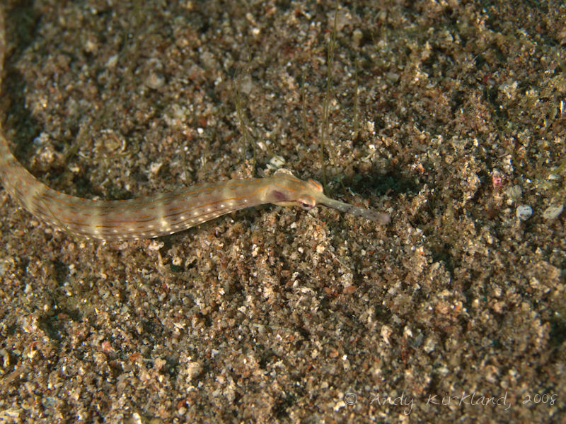 Photo at Moray Garden - North:  Schultz's pipefish