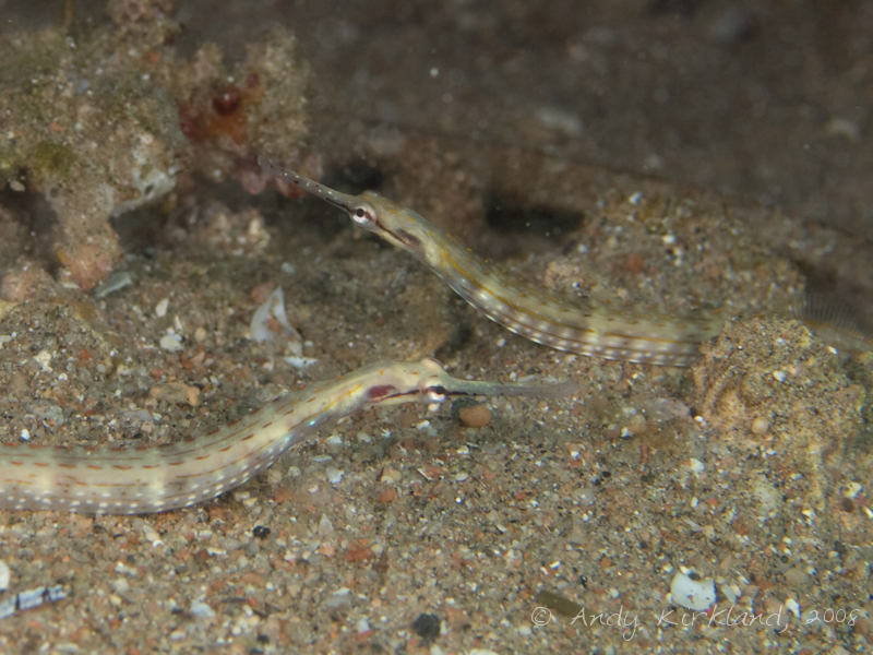 Photo at Moray Garden - North:  Schultz's pipefish