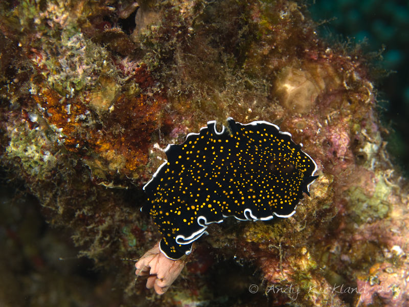 Photo at Moray Garden - North:  Gold-dotted flatworm