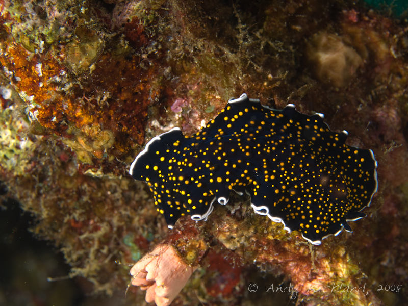 Photo at Moray Garden - North:  Gold-dotted flatworm
