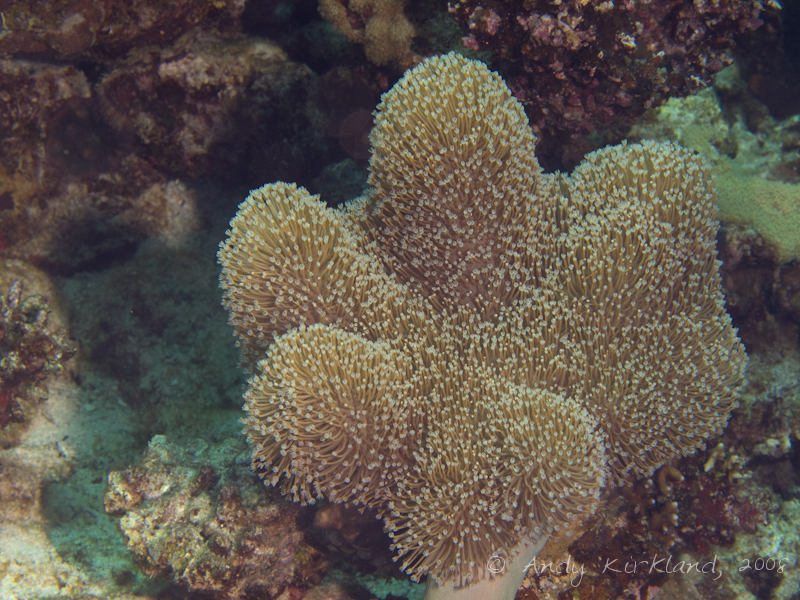 Photo at Moray Garden - North:  Leather coral