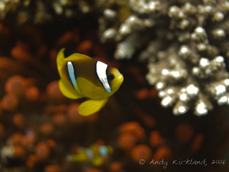 Photo at Moray Garden - North:  Twoband anemonefish