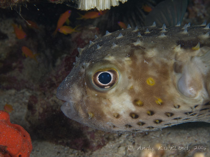 Photo at Moray Garden - North:  Spotbase burrfish
