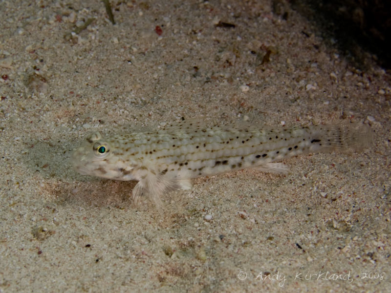 Photo at Moray Garden - North:  Decorated goby