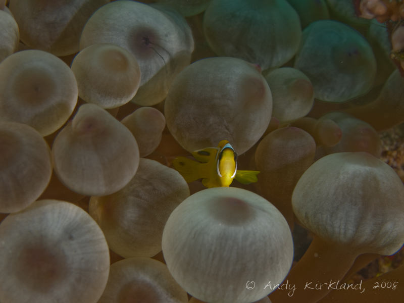Photo at Moray Garden - North:  Twoband anemonefish