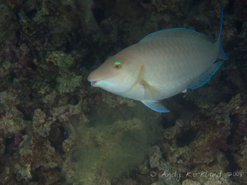 Photo at Moray Garden - North:  Candelamoa parrotfish