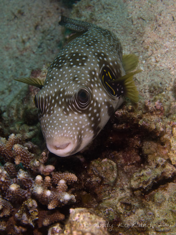 Photo at Moray Garden - North:  White-spotted puffer