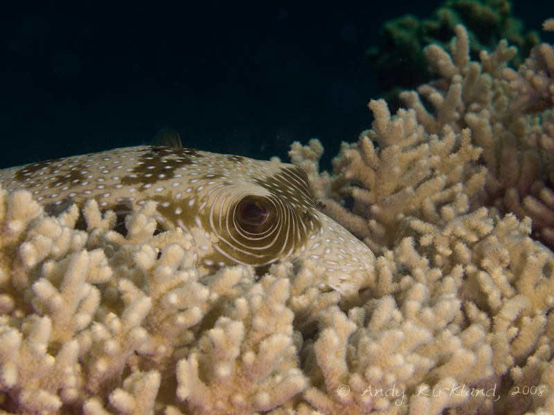 Photo at Moray Garden - North:  White-spotted puffer