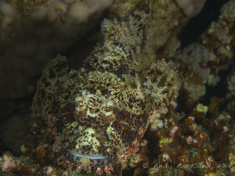 Photo at Moray Garden - North:  Bearded scorpionfish