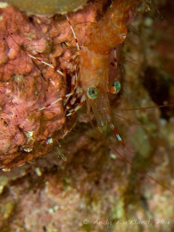 Photo at Moray Garden - North:  Green-eye dancing shrimp