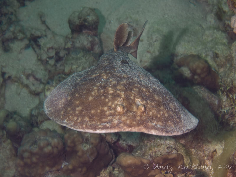 Photo at Moray Garden - North:  Marbled electric ray