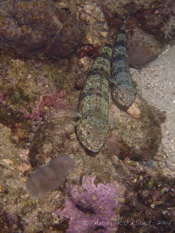 Photo at Moray Garden - North:  Sand lizardfish