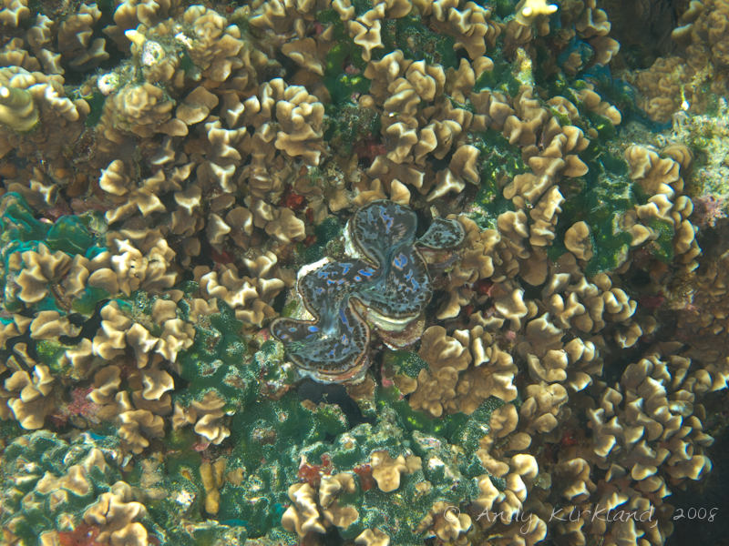 Photo at Moray Garden - North:  Giant Clam