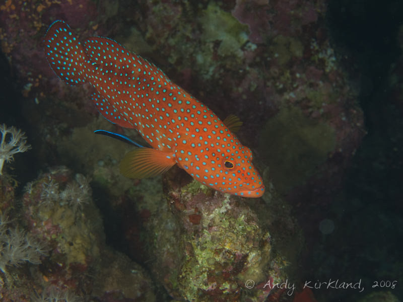 Photo at Moray Garden - North:  Bluestreak cleaner wrasse,Coral hind