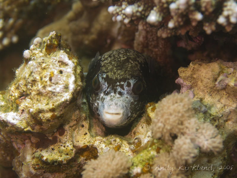 Photo at Moray Garden - North:  Blackspotted puffer