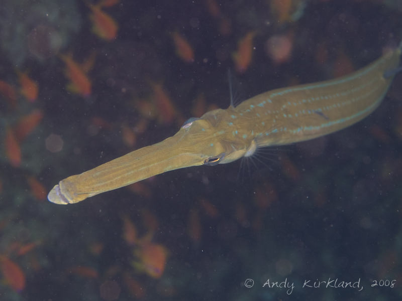 Photo at Moray Garden - North:  Bluespotted cornetfish