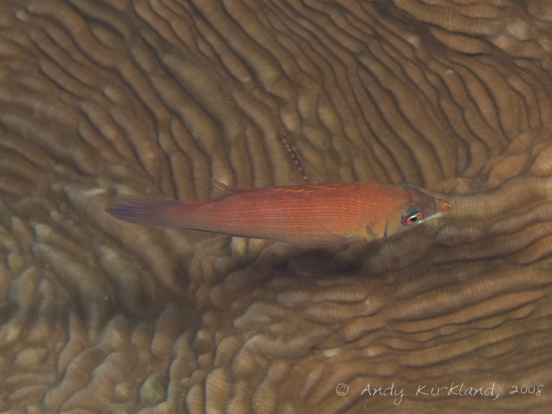 Photo at Moray Garden - North:  Striated wrasse