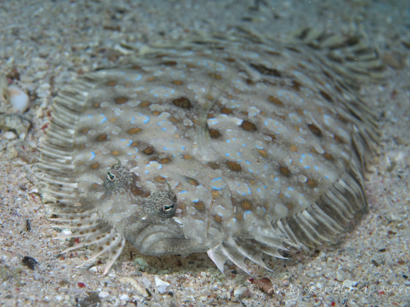 Photo at Canyon Coral Garden:  Leopard flounder