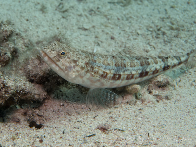 Photo at Canyon Coral Garden:  Sand lizardfish