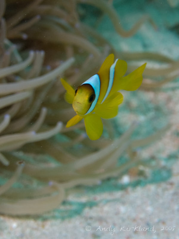 Photo at Canyon Coral Garden:  Twoband anemonefish
