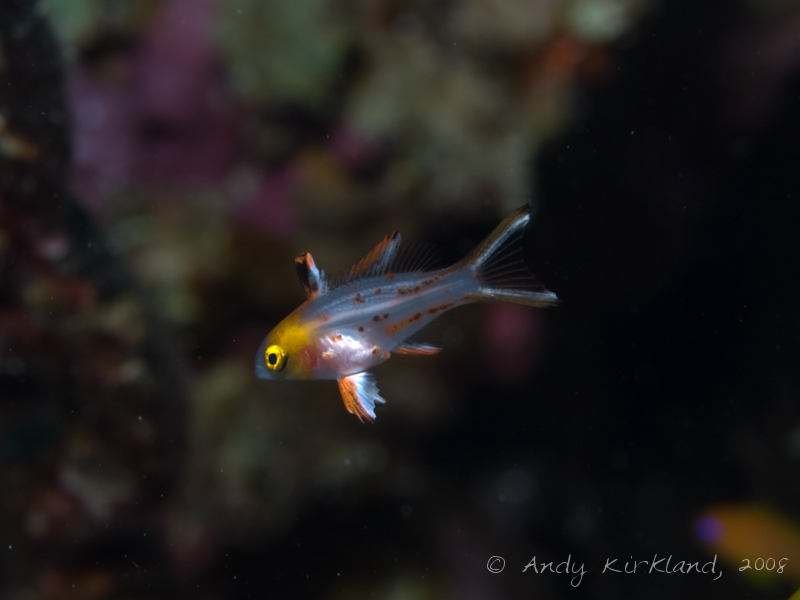 Photo at Um Sid:  Lyretail hogfish