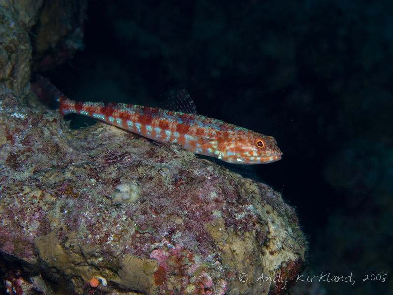 Photo at Sugarat:  Sand lizardfish