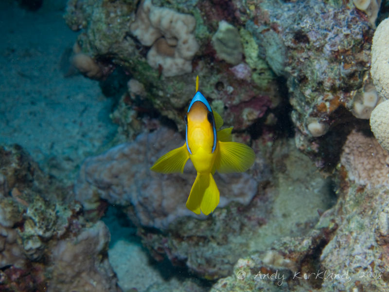 Photo at Rick's Reef:  Twoband anemonefish