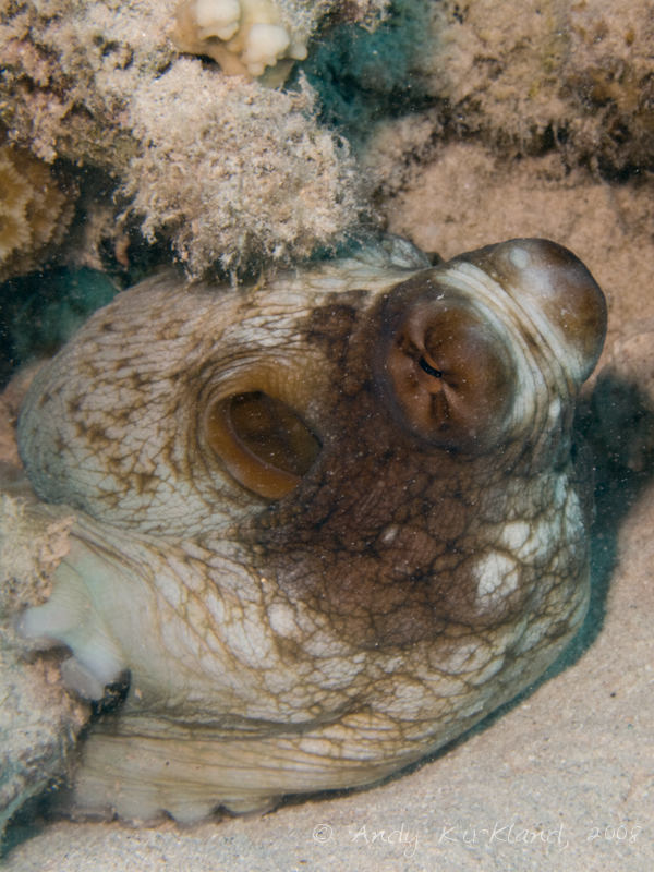 Photo at Canyon:  Reef Octopus