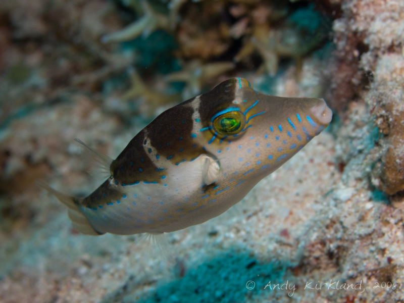 Photo at Um Sid:  Crowned puffer