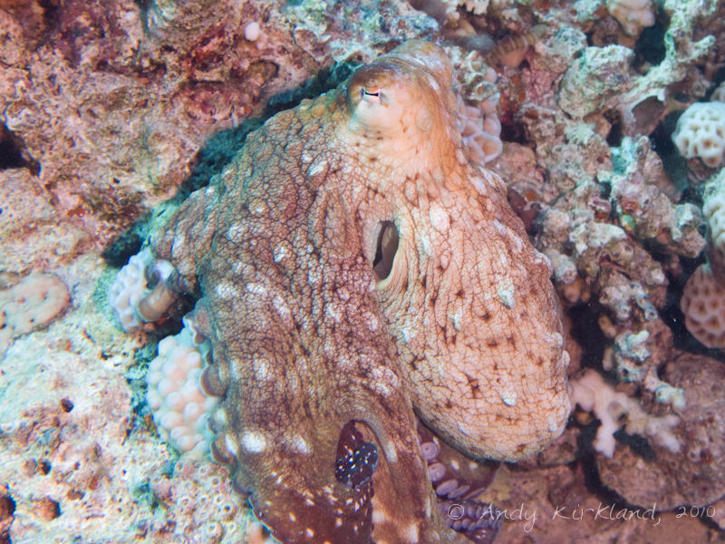 Photo at Moray Garden - South:  Reef Octopus