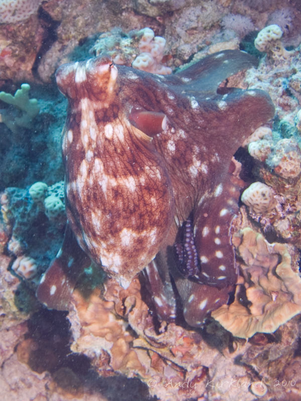 Photo at Moray Garden - South:  Reef Octopus