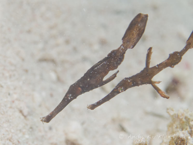 Photo at Canyon Coral Garden:  Ghost pipefish