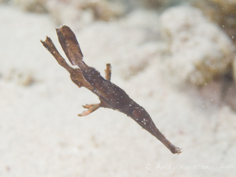 Photo at Canyon Coral Garden:  Ghost pipefish