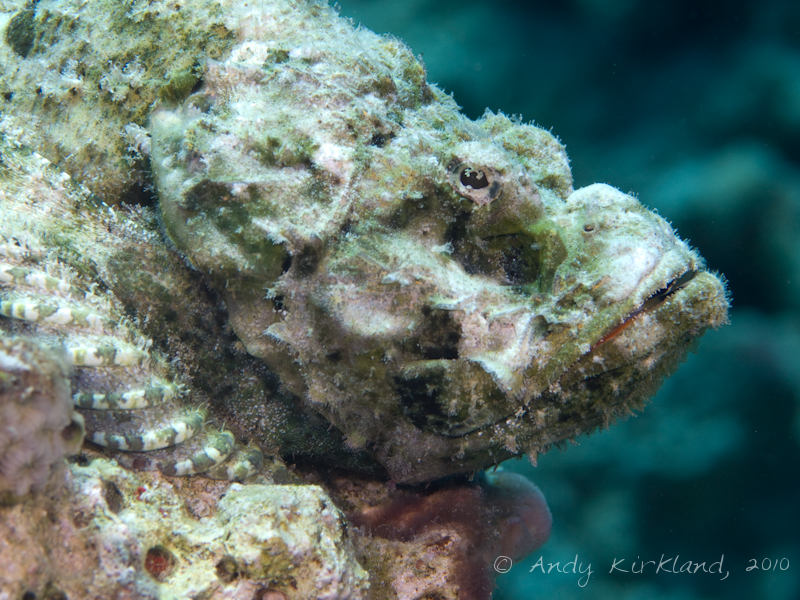 Photo at Canyon Coral Garden:  False stonefish