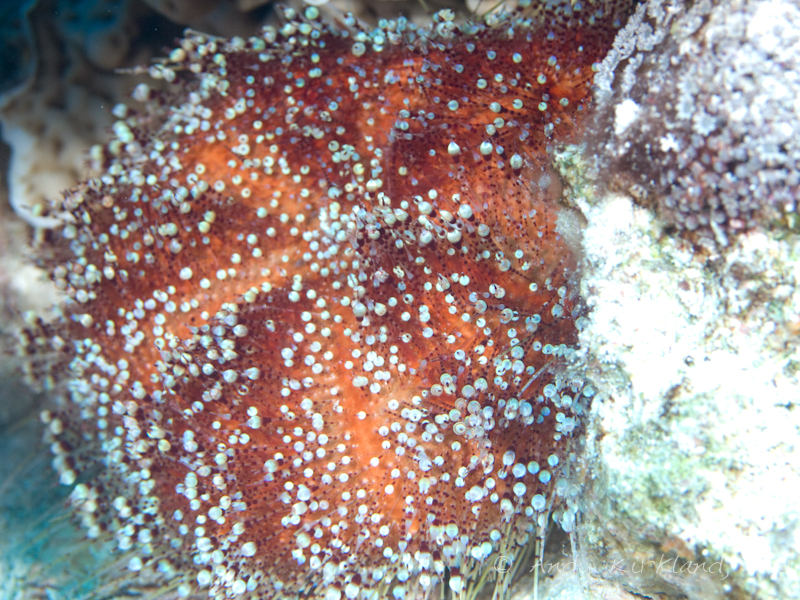 Photo at Canyon Coral Garden:  Red Sea fire urchin