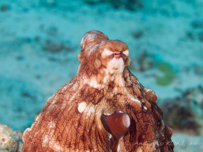 Photo at Canyon Coral Garden:  Reef Octopus
