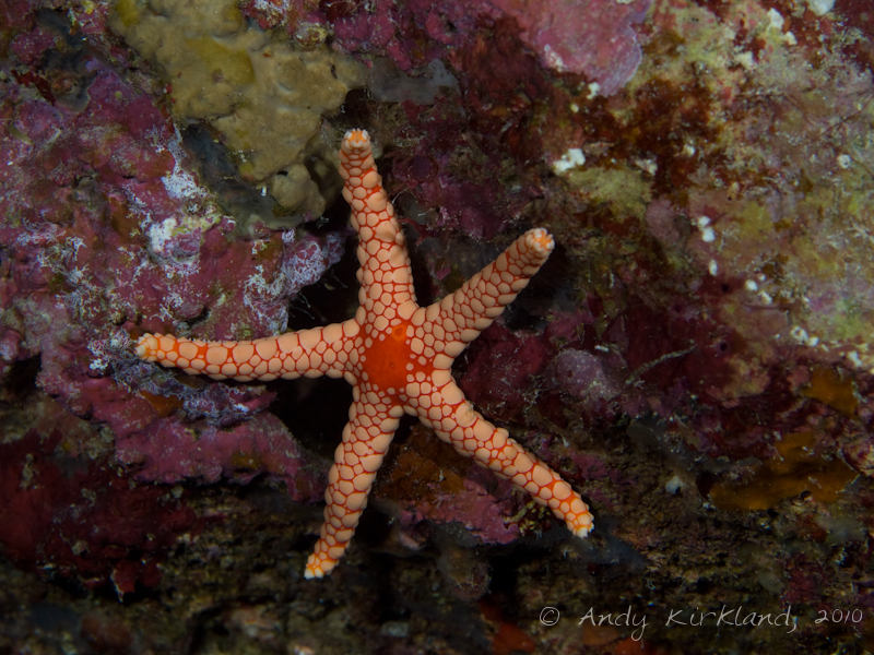Photo at Canyon:  Pebbled sea star