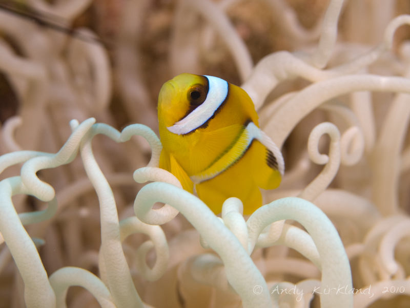 Photo at Canyon:  Twoband anemonefish