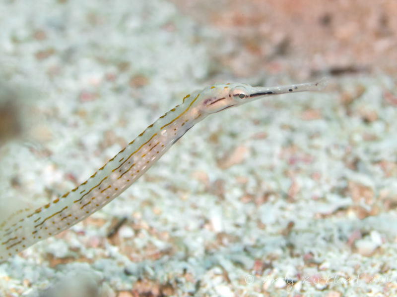 Photo at Canyon:  Schultz's pipefish