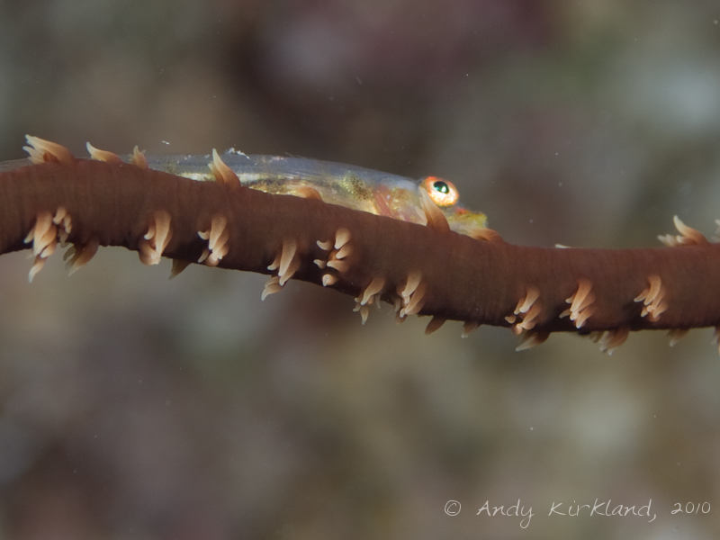 Photo at Golden Blocks to Moray Garden:  Whip coral goby