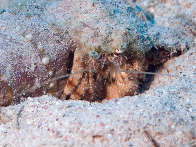 Photo at Um Sid:  Hermit crab