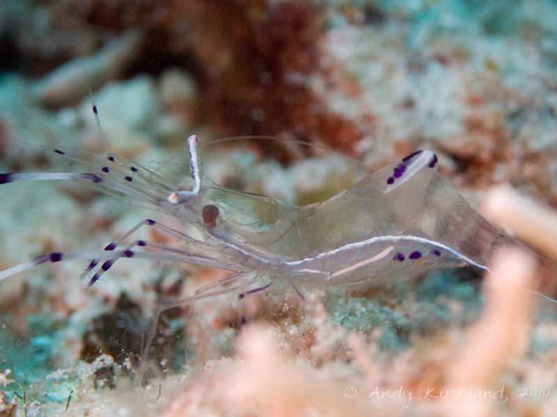 Photo at Um Sid:  Long-arm cleaner shrimp