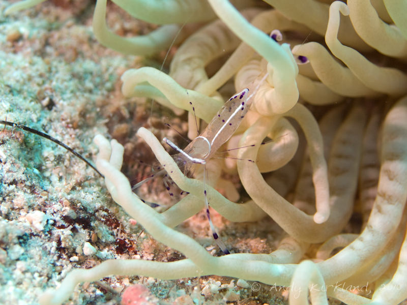 Photo at Um Sid:  Long-arm cleaner shrimp