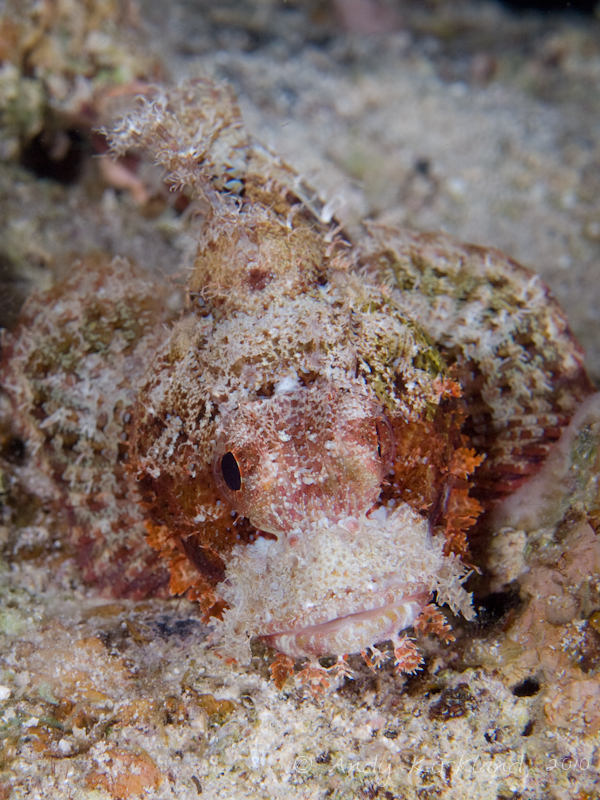 Photo at Canyon:  Bearded scorpionfish
