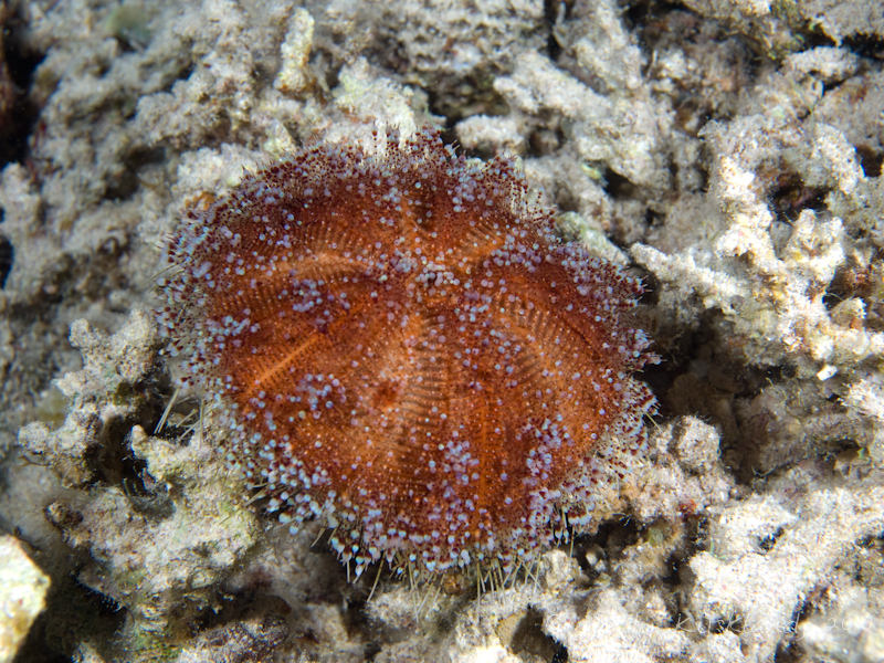 Photo at Canyon:  Red Sea fire urchin