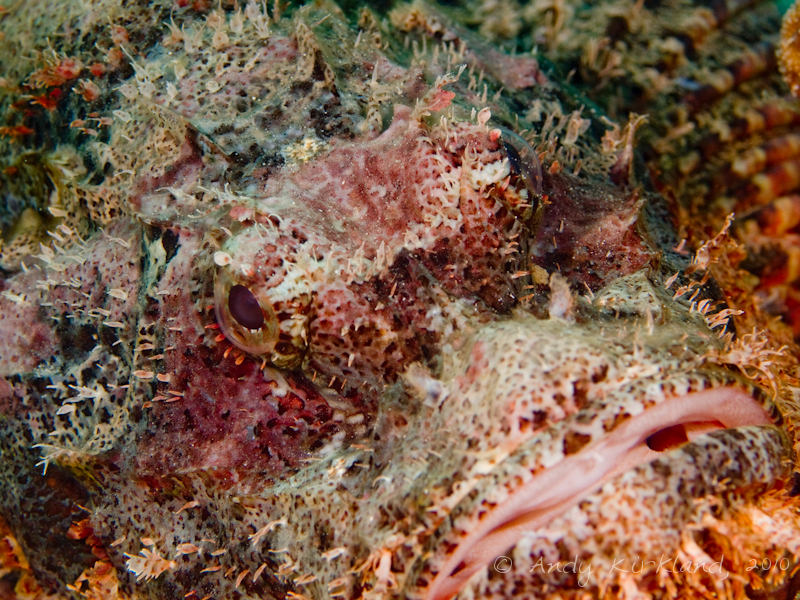 Photo at Um Sid:  Tassled scorpionfish