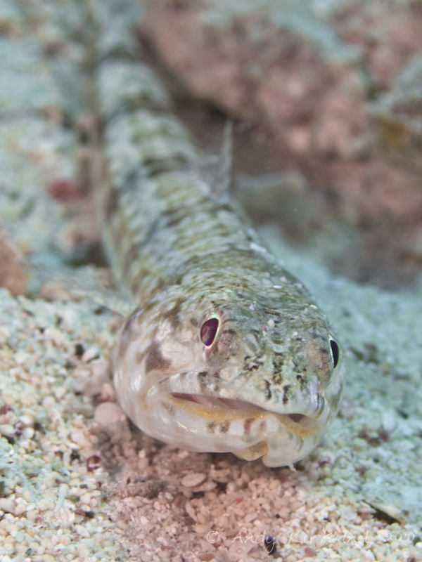 Photo at Um Sid:  Variegated lizardfish