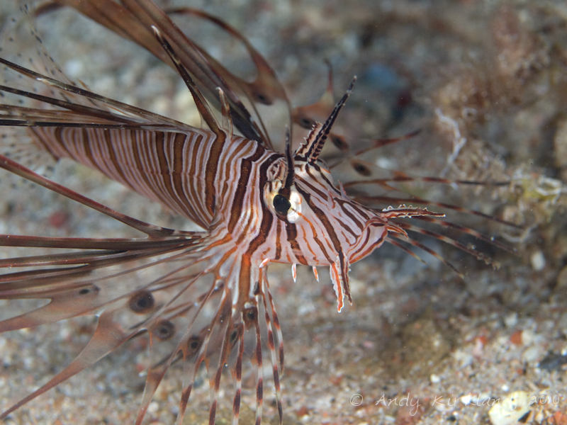 Photo at The Caves:  Devil firefish